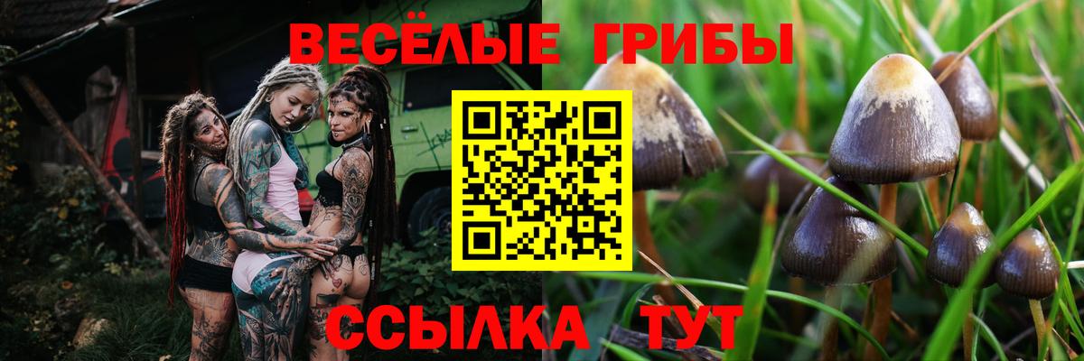 Галлюциногенные грибы Psilocybe Фурманов